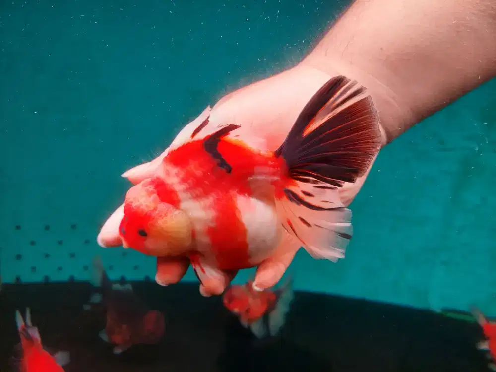 Ikan Mas Koki Oranda Rose Tail Size 17 Cm