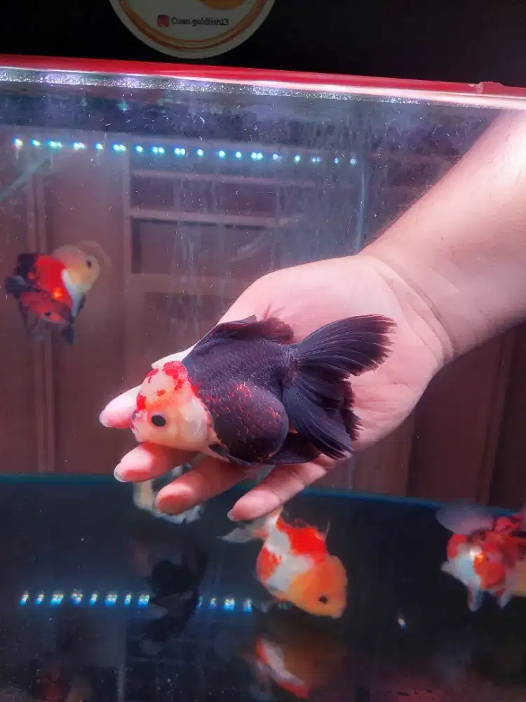 Ikan Mas Koki Oranda Panda Size 14 Cm