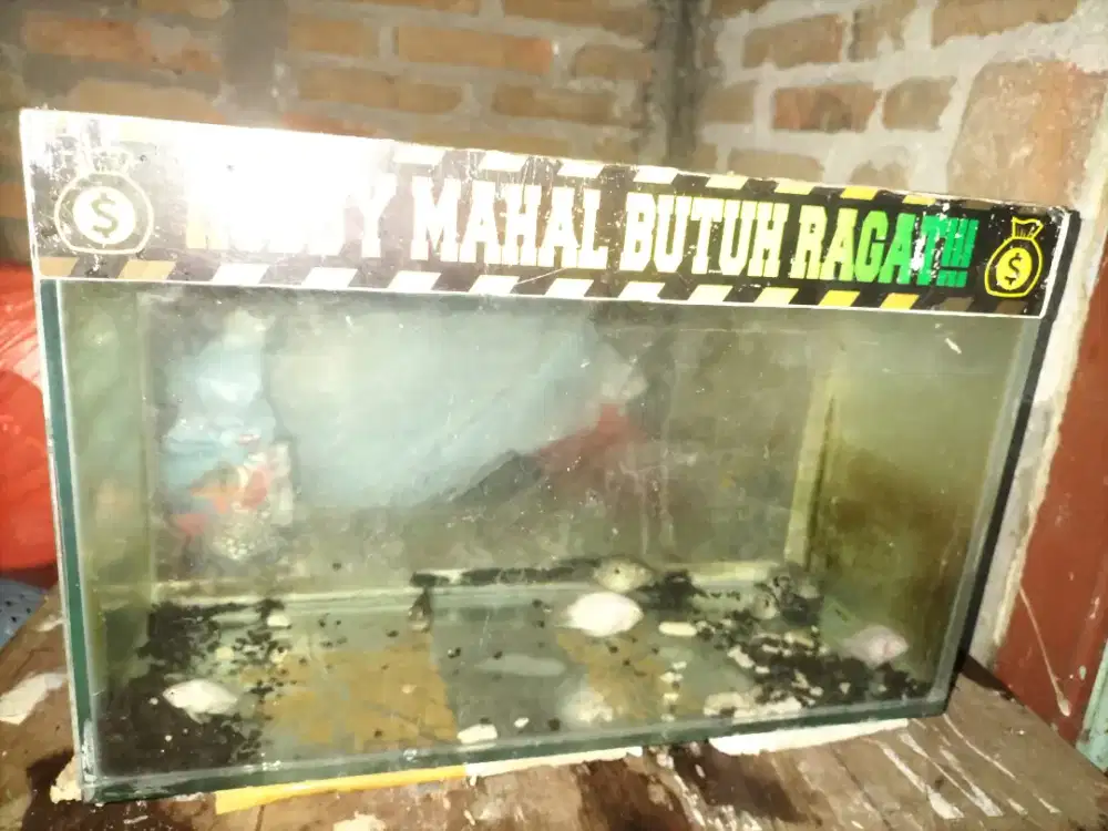 Aquarium beli 3 dapat 4