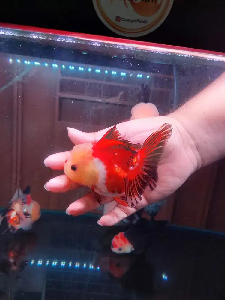 Ikan Mas Koki Oranda 3 Color Size 14 Cm