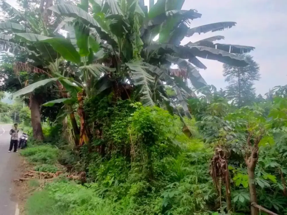 DIJUAL TANAH JALAN LINGKAR-KETAPANG, BANYUWANGI