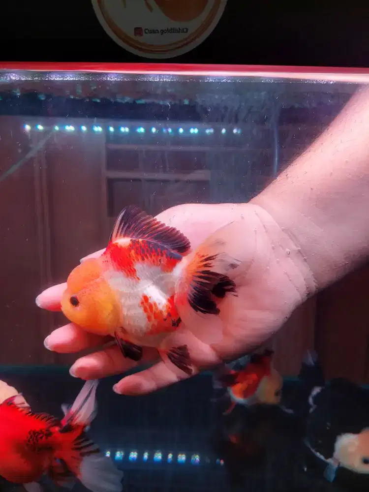 Ikan Mas Koki Oranda 3 Color Size 14 Cm