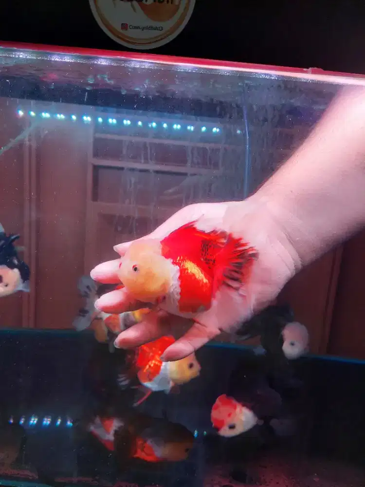 Ikan Mas Koki Oranda 3 Color Size 14 Cm