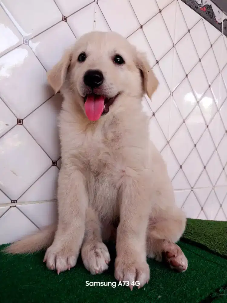 Anakan anjing ras mix