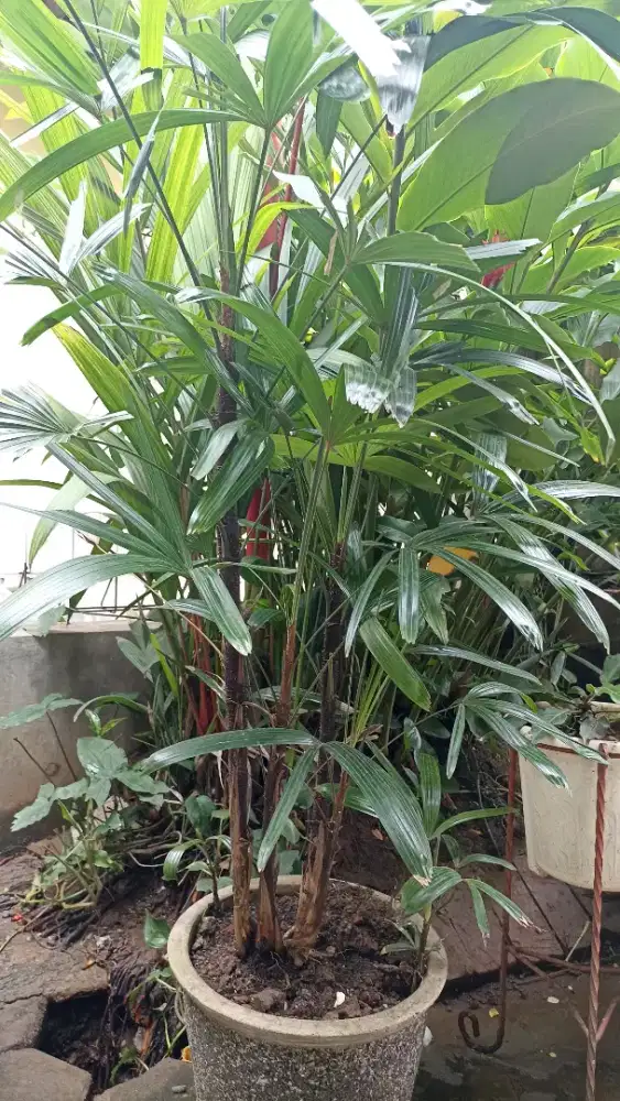 Tanaman Palem Waregu