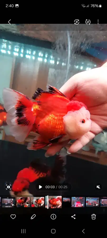Ikan Mas Koki Oranda 3 Color Size 14 Cm