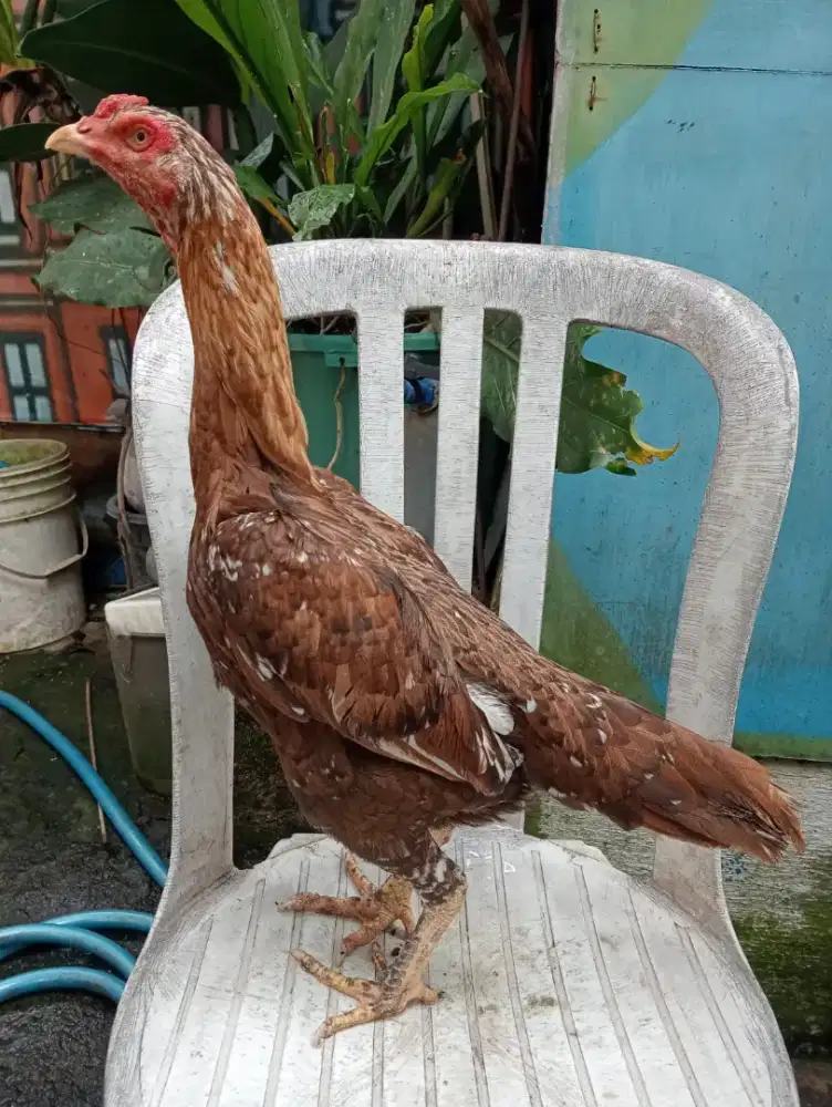 Ayam Betina Bangkok klasik sisik buaya
