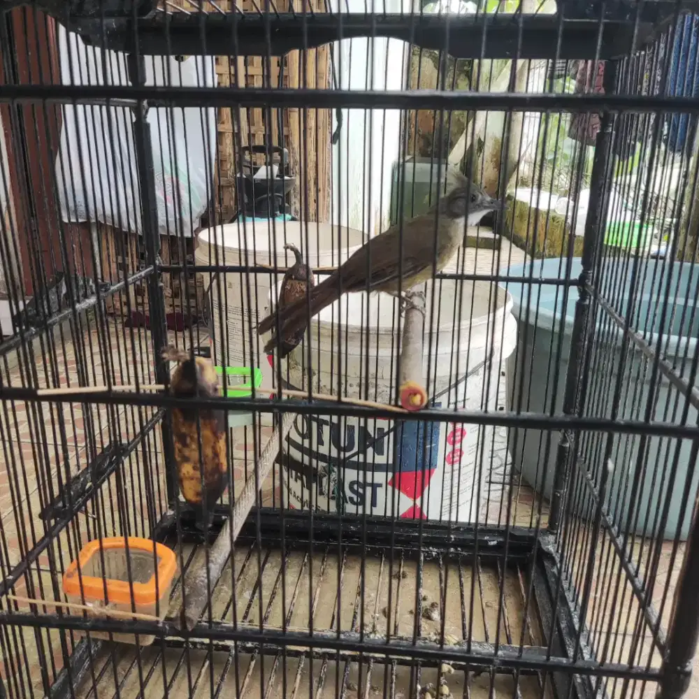Burung Cucak Jenggot Medan