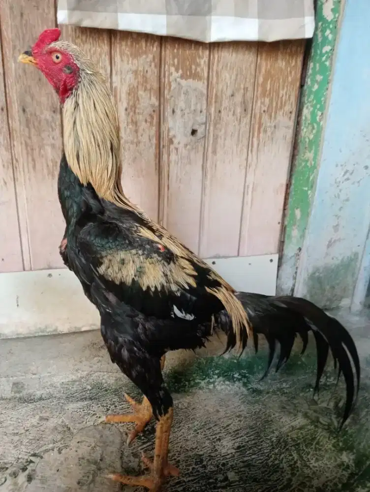 Ayam Mangon Silangan Bangkok pukul keras