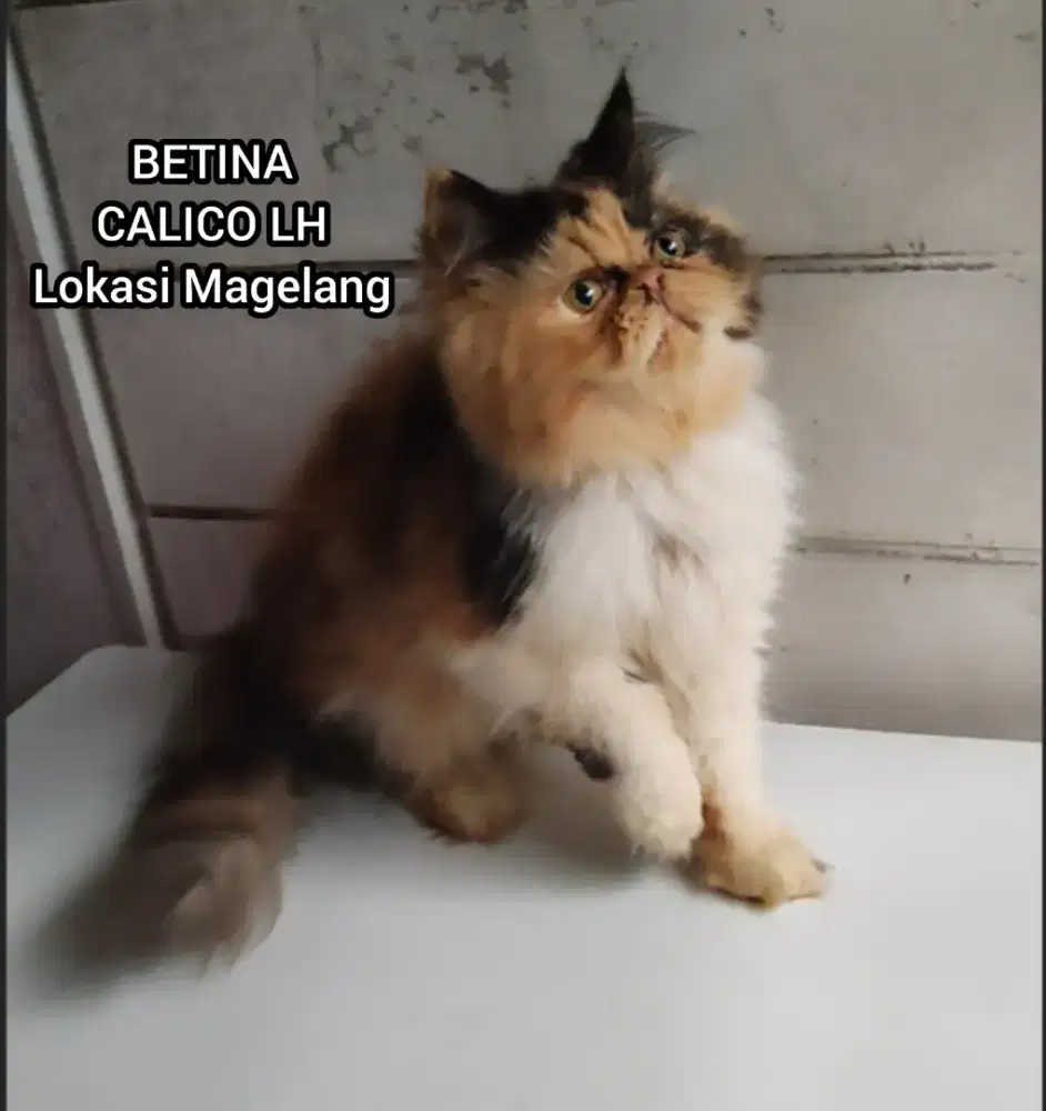 Kucing Persia Peaknose Betina Calico