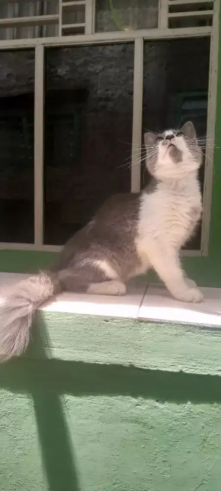 kitten persia jantan 4 bulan