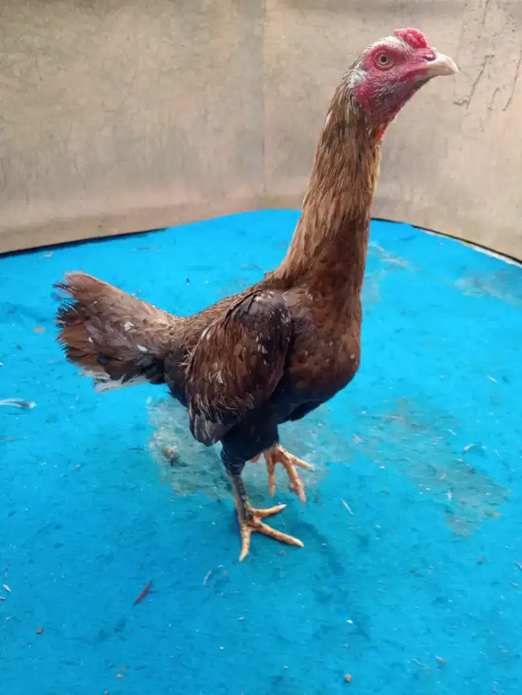 Ayam betina  bangkok umur 11 bulanan