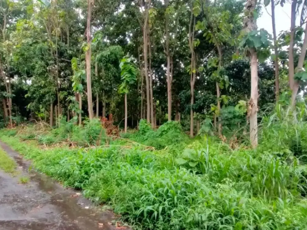 DISEWAKAN TANAH JALAN KETAPANG, BANYUWANGI