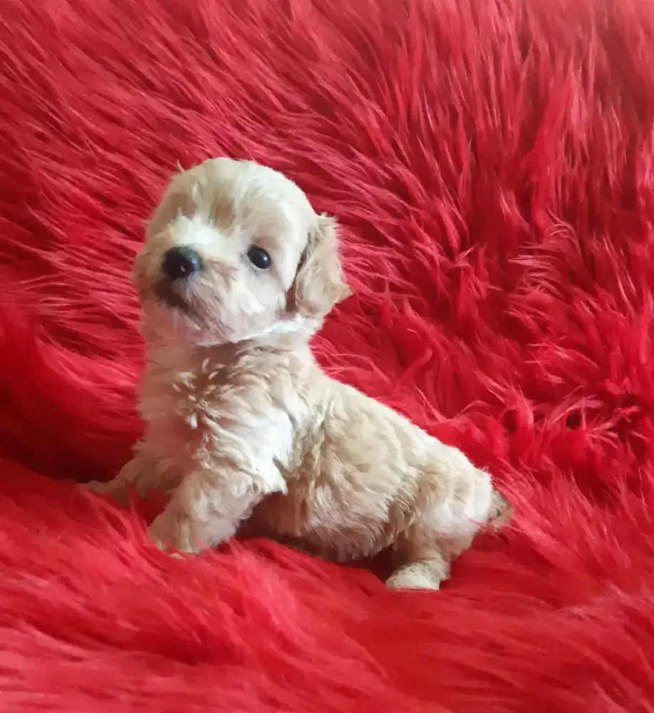 Anakan Maltipo Betina