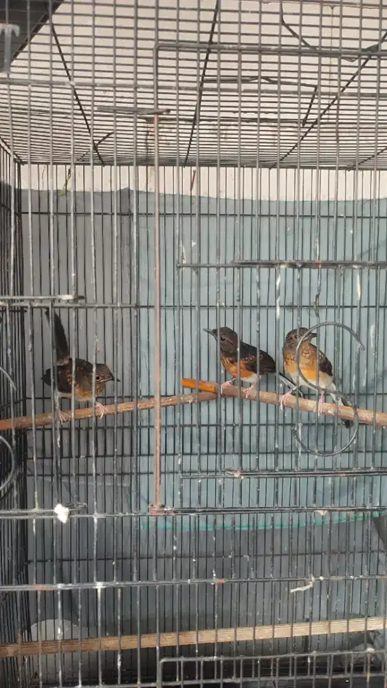 Murai Batu Trotol borongan 3 ekor