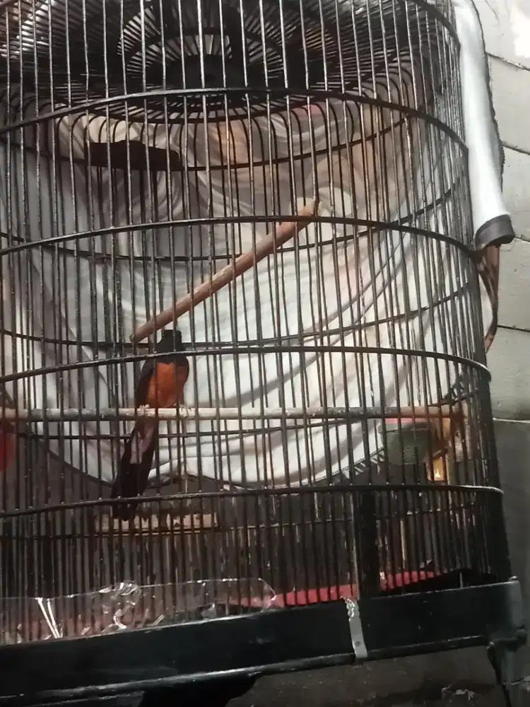 Jual murai Medan gacor