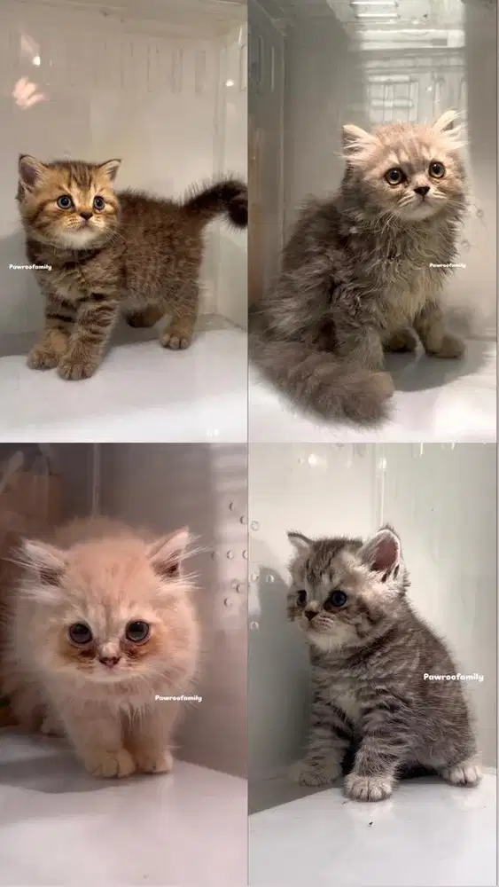 Scottish FOLD BSH - Brittish Short Hair