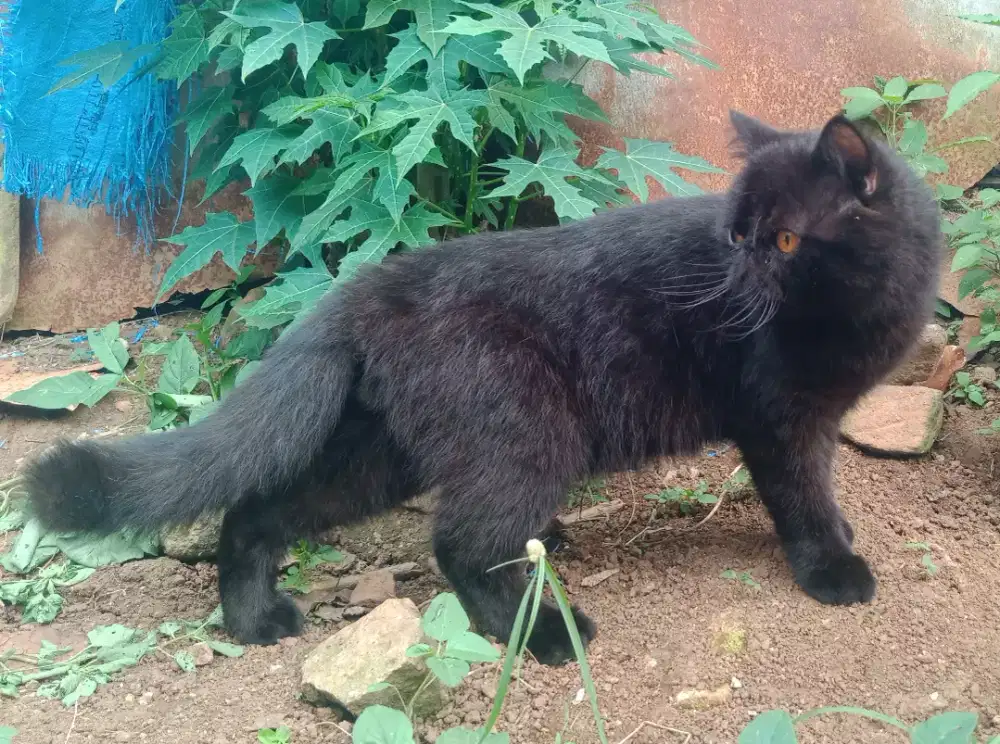 Persia peaknose exo jantan