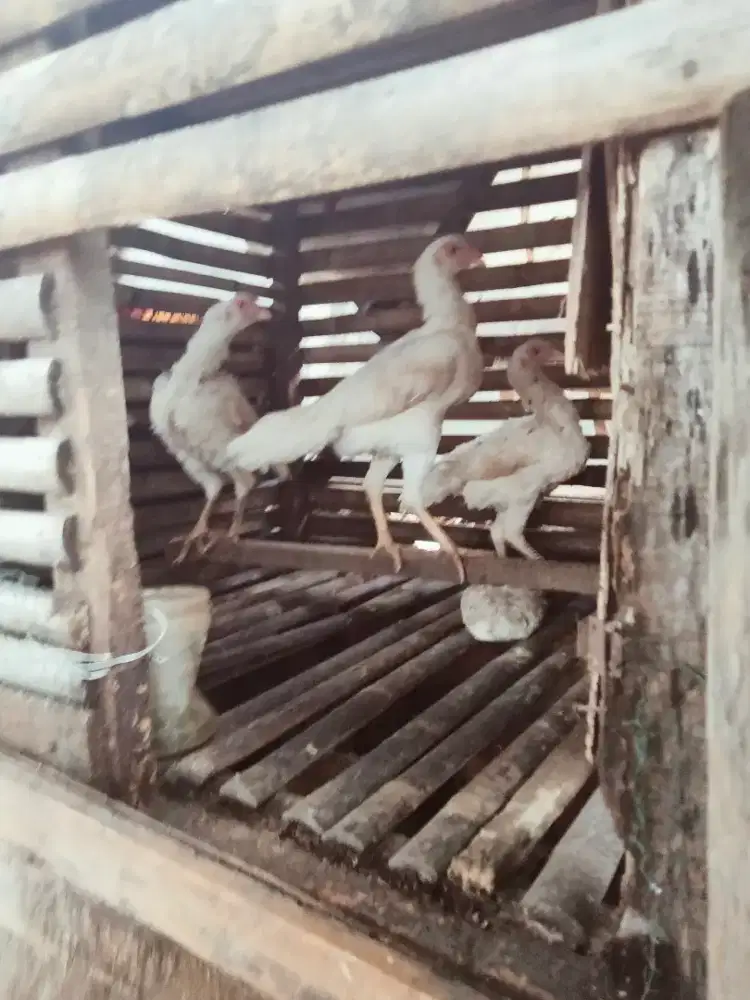 Ayam whait king betina dedara