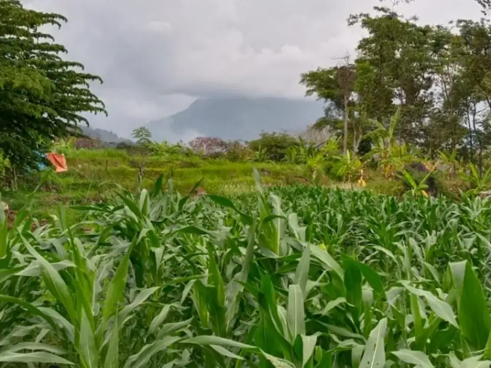 Tanah Villa di Prigen, Pasuruan, Khusus, Surabaya. Tanah Luas dan Terjangkau