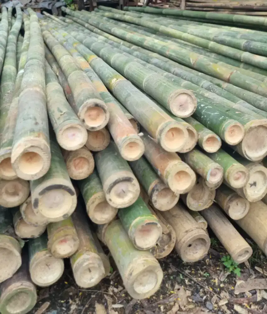 BAMBU STEGER UKURAN 8-9CM