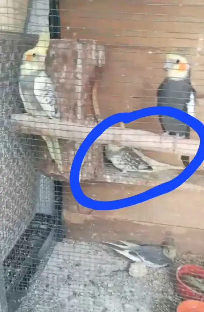 Falk sepasang 4x produksi