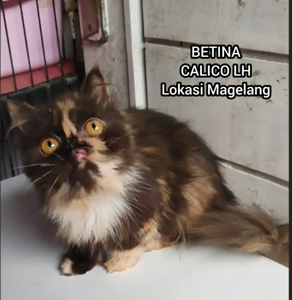 Kucing Persia Peaknose Betina Calico