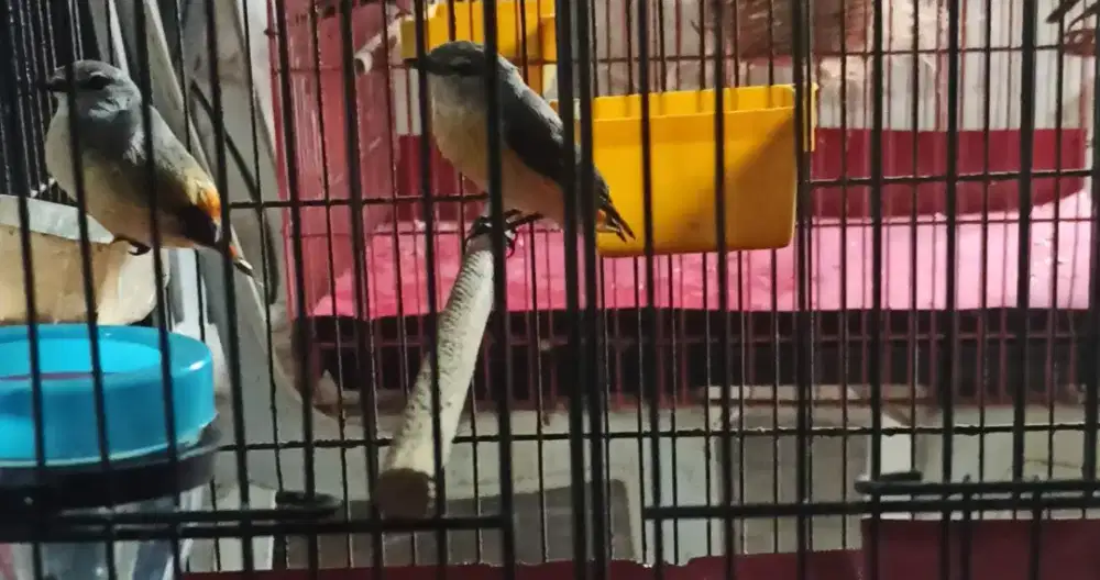 Mantenan Mini sepasang