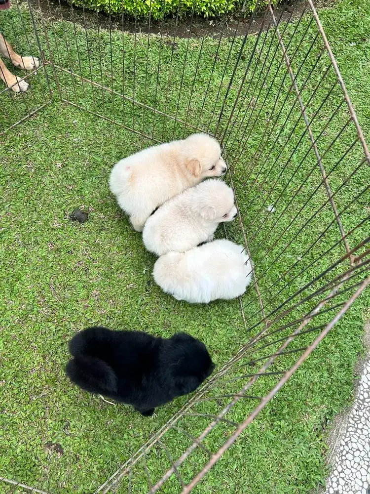 Anak pom lucu imut borongan 4 ekor 3juta