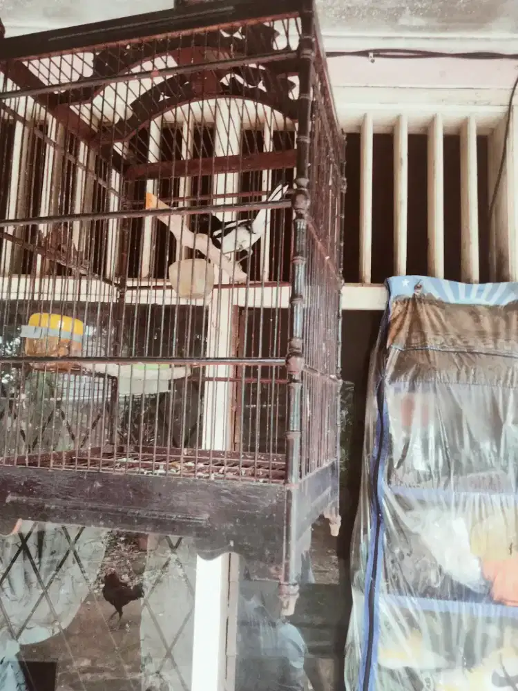 Burung Kacer dada putih, bunyi suara keras