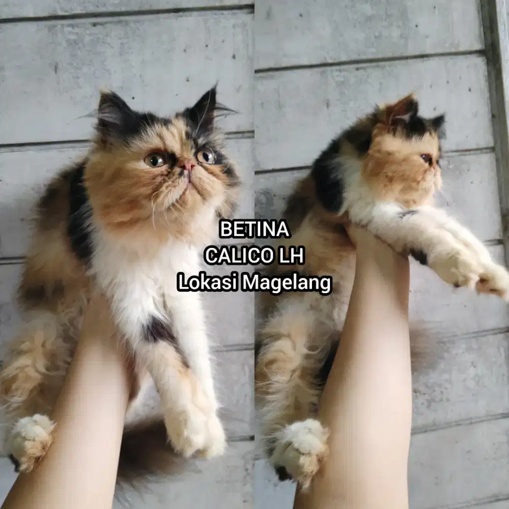 Kucing Persia Peaknose Calico Betina