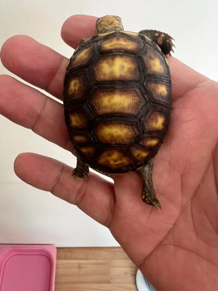 redfoot 6cm 15scute unik