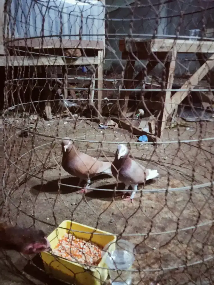 Burung dara kolong.siap ikut kompetisi