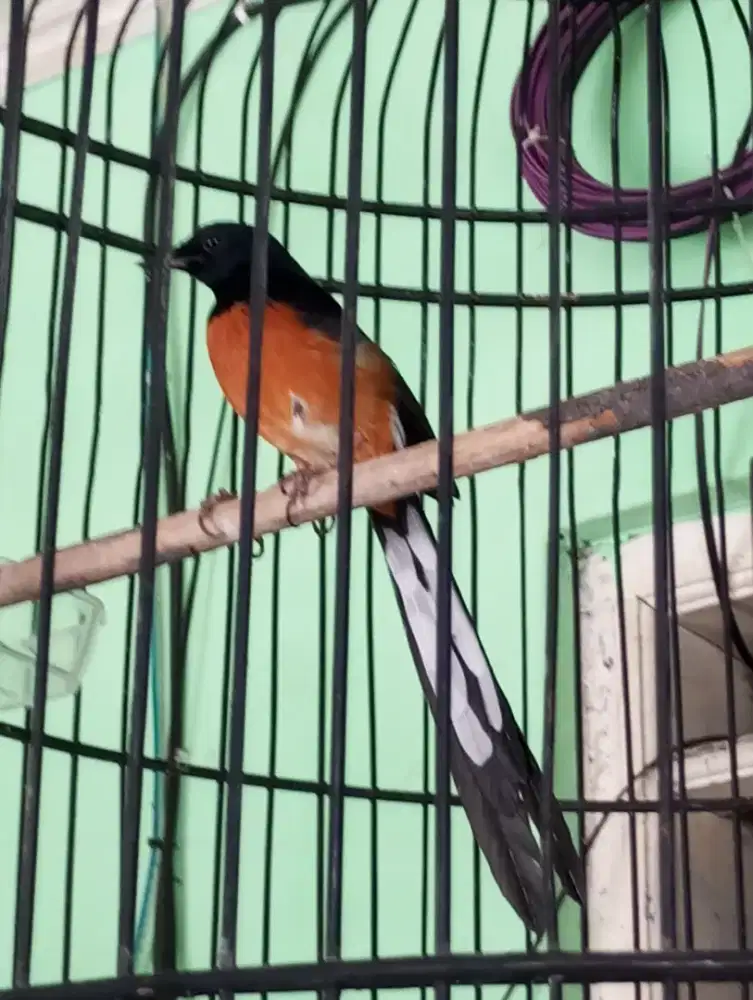 Murai batu gacor fullset + kerodong