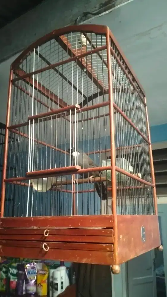 Poksay Hongkong betina