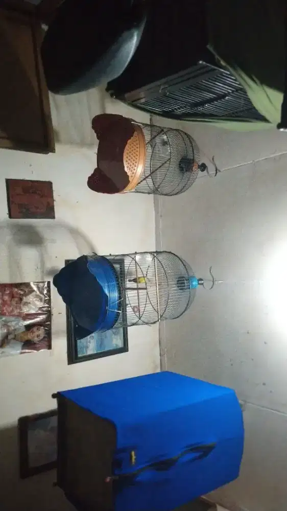 Pijantung pisang sepasang