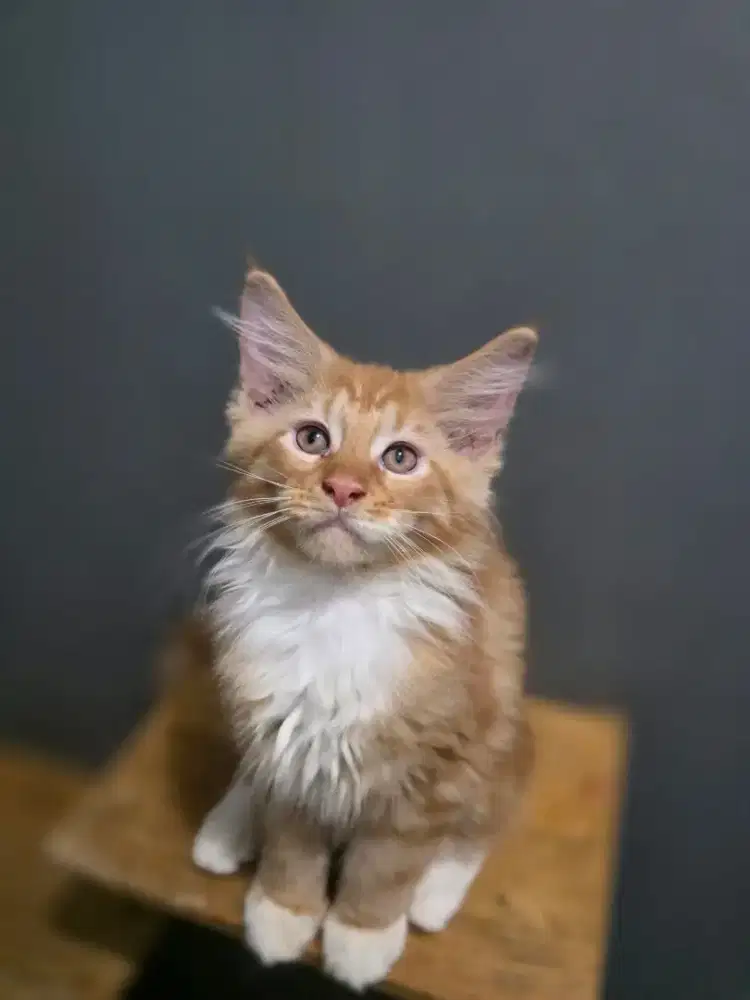 Jantan Mainecoon