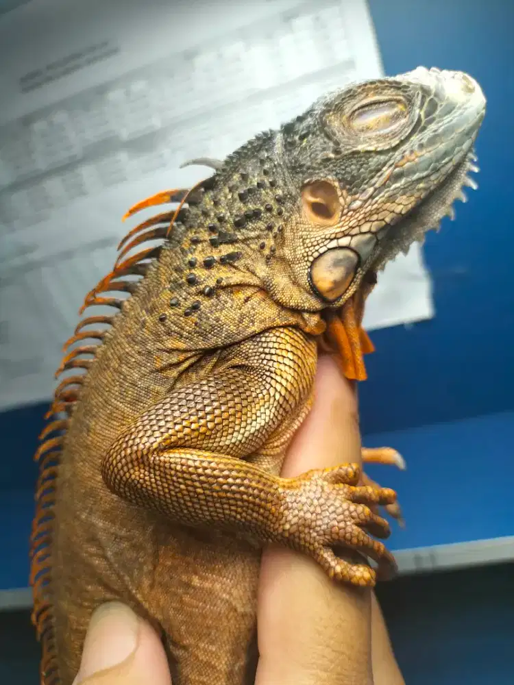 Super Red dan Green Columbia Iguana