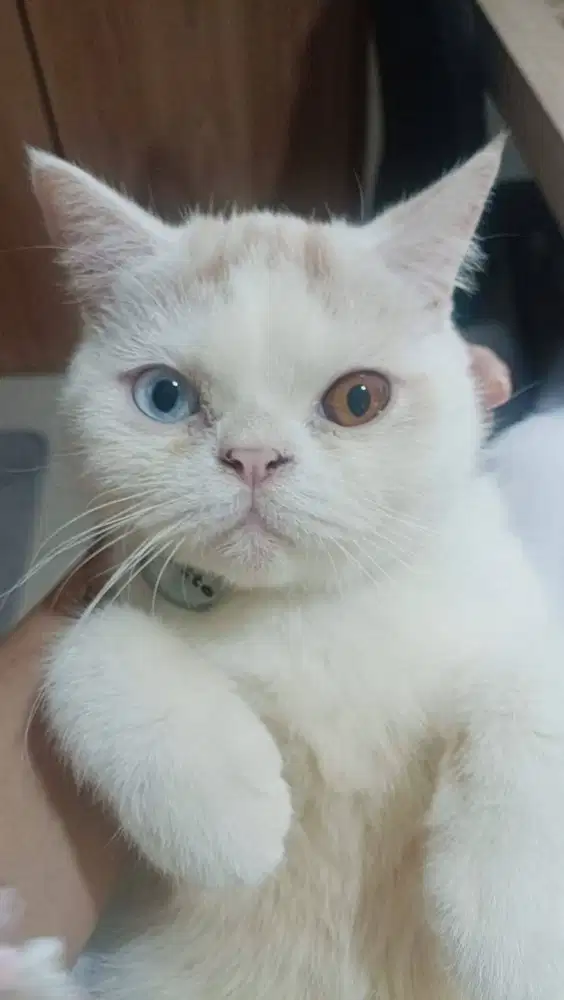 PERSIAN EXOTIC FEMALE ODD EYES