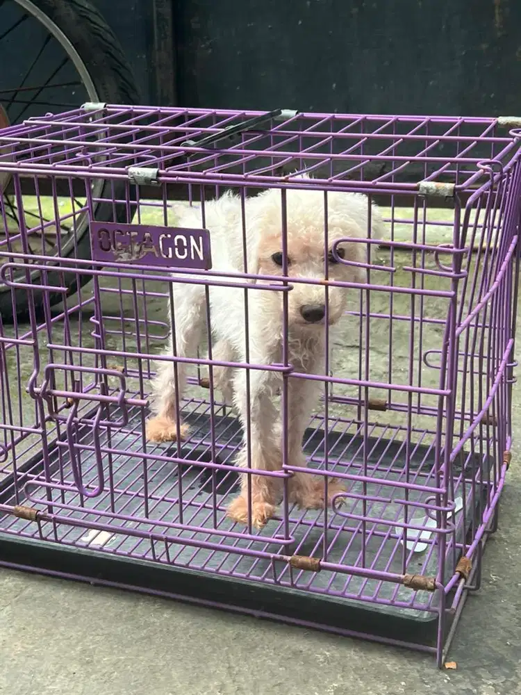 Tiny poodle white jantan