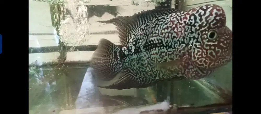 Ikan kamfa F2 Dewasa 25 Cm