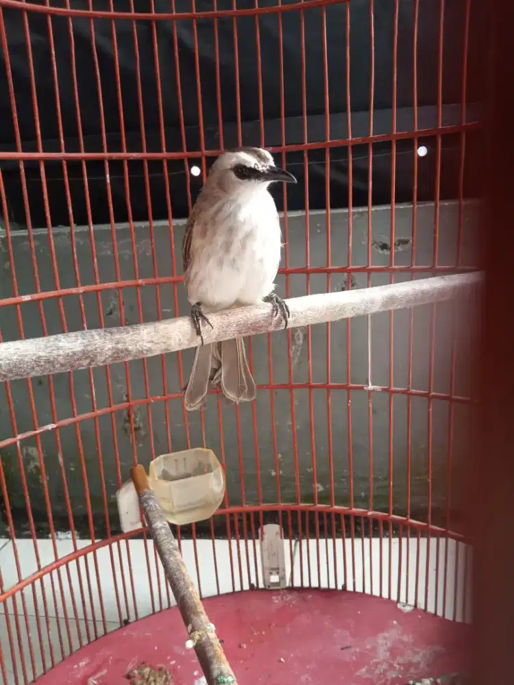 Jual burung trucukan