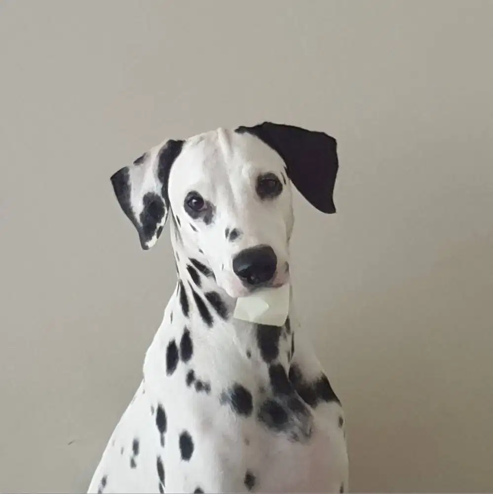 DIJUAL DALMATIAN, SURAT LENGKAP, TATTOO, VAKSIN DAN STAMBOOM
