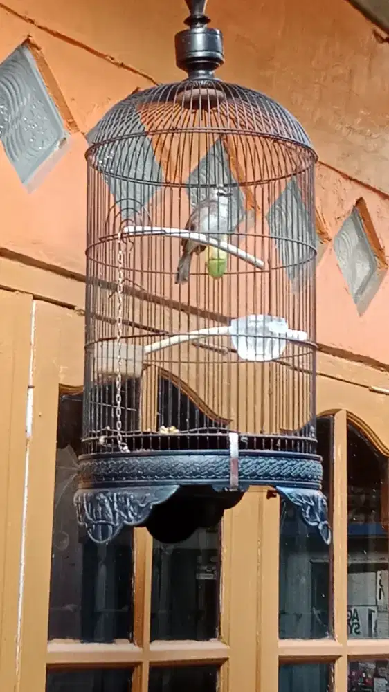 Jual burung trucukan lokal+ kandang jinak 250 nego minat wa