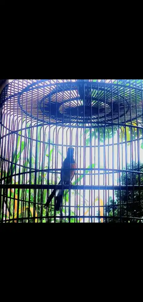 Muray hutan prestasi