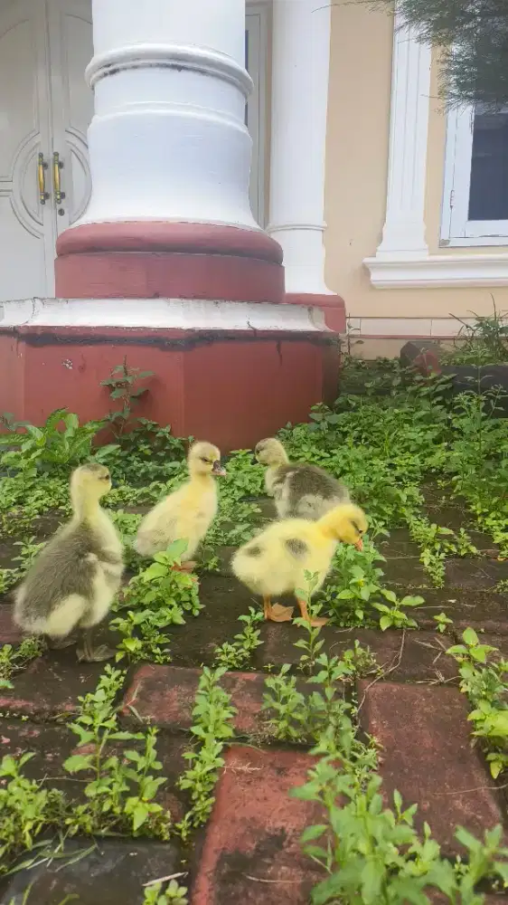 Anak Angsa/Soang Benggala Jumbo sepasang