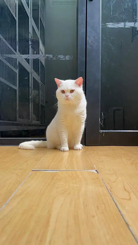 British Shorthair (BSH) White Solid