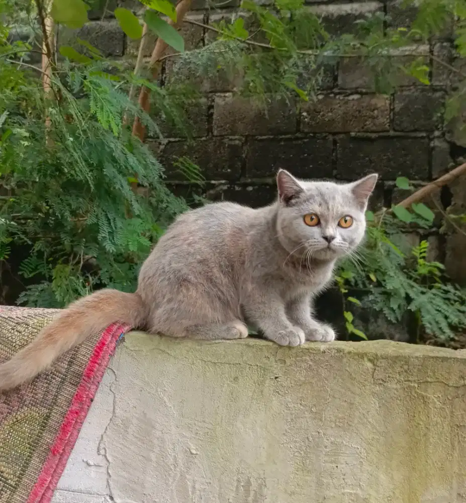 Bsh blue tortie(carrier cinnamon)