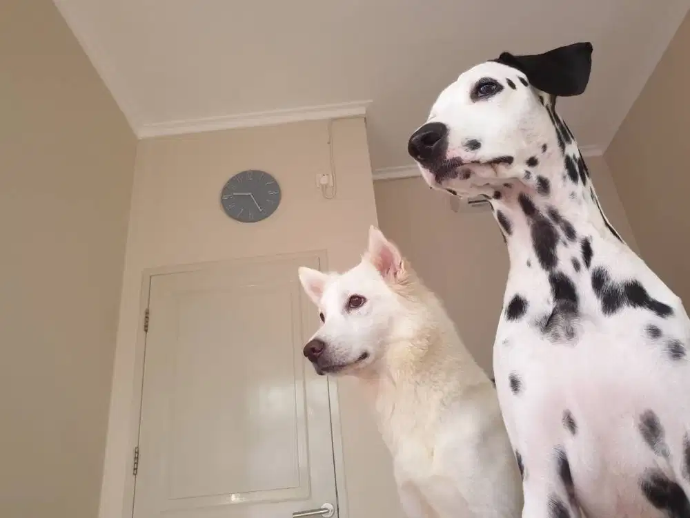 DIJUAL ANJING KINTAMANI PUTIH, NO SURAT