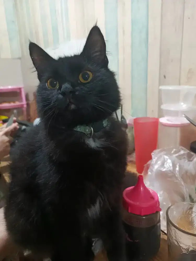 kucing persia anggora betina nama: oreo